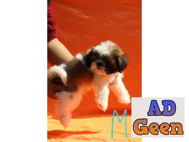 used All dog breeds for sale 